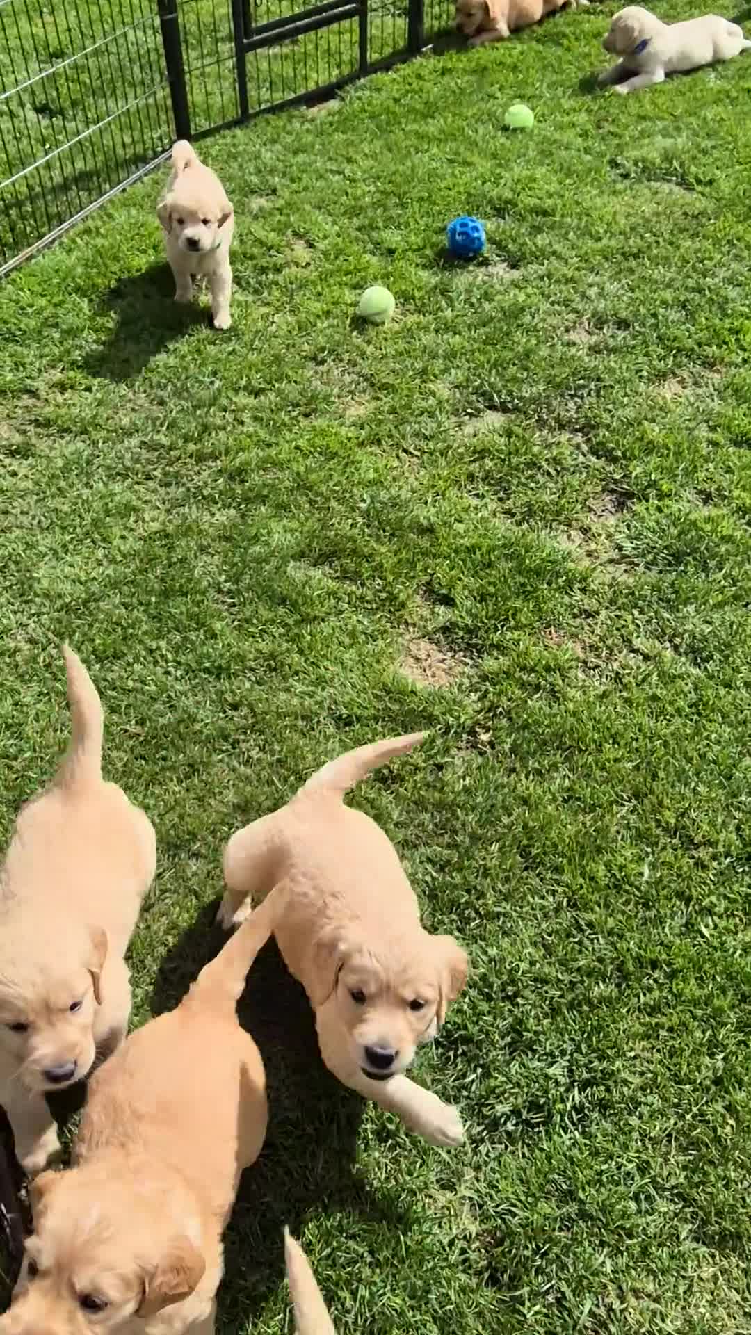 Golden Retriever dogs for sale: KC GOLDEN RETRIEVER PUPPIES HEALTH TESTED PARENTS  - Video 1