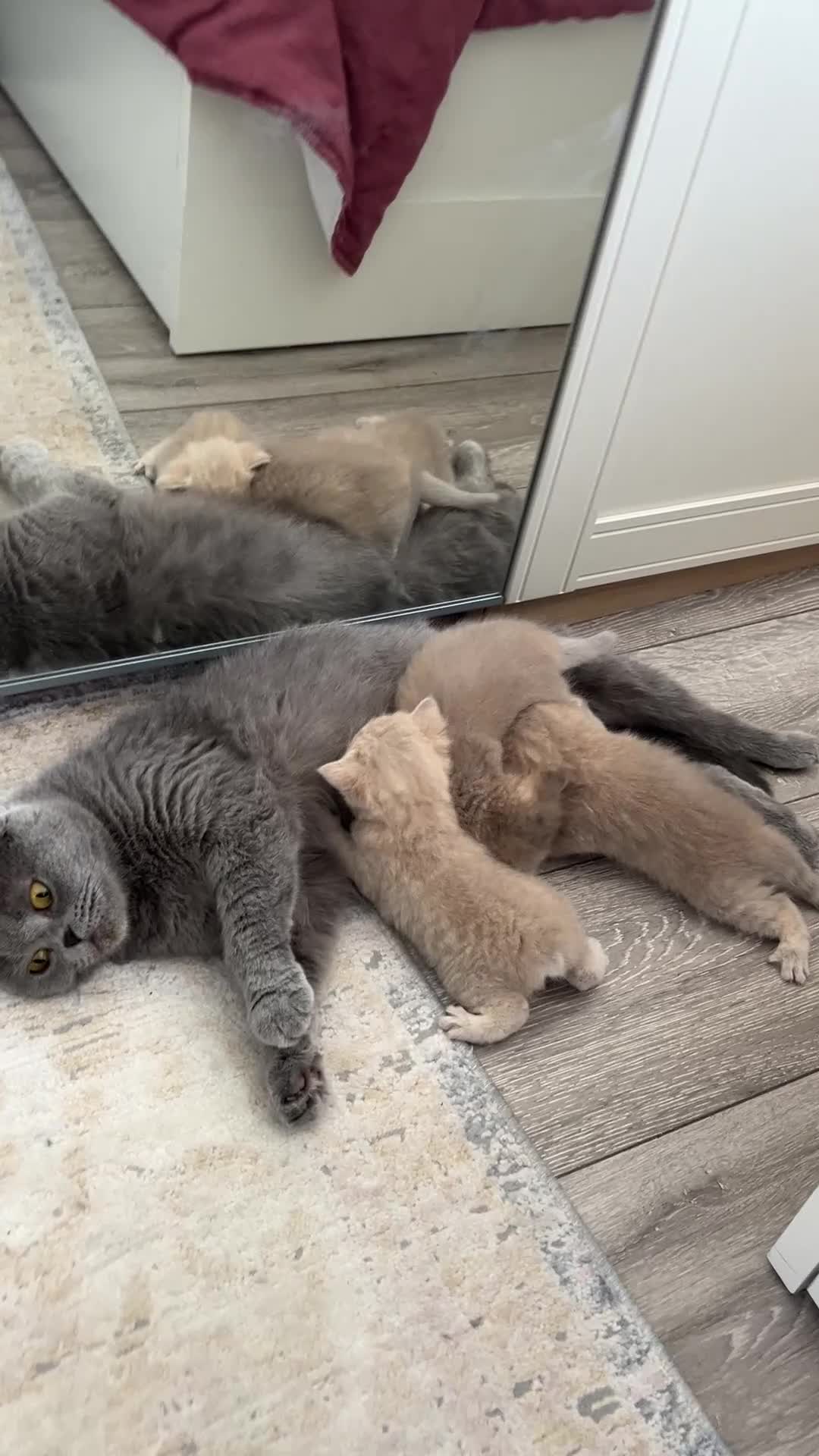 Scottish Fold cats for sale: Beautiful fluffy Scotish fold kittens  - Video 1