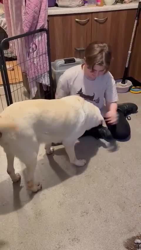 Mixed Breed dogs for sale: Handsome Oliver - Video 2