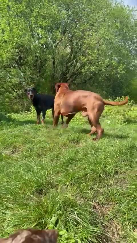 Dogue De Bordeaux dogs for sale: Amazing show quality puppies available ! - Video 1