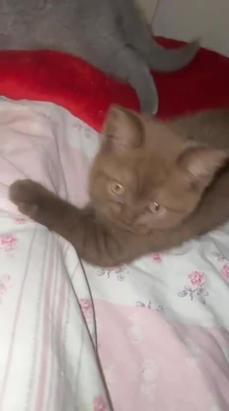 British Shorthair cats for sale: Lovely cute pure British short hair female brown - Video 2