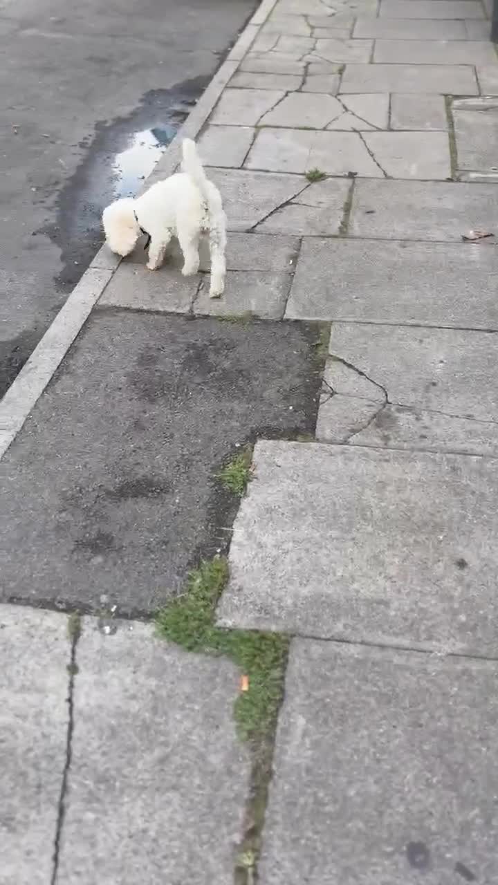 Toy Poodle dogs for sale: TOY POODLE APRICOT FEMALE - Video 1