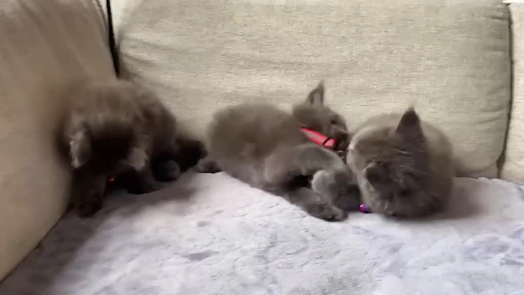 Maine Coon cats for sale: Maine Coon Kittens 1 Male 2 Females  - Video 1