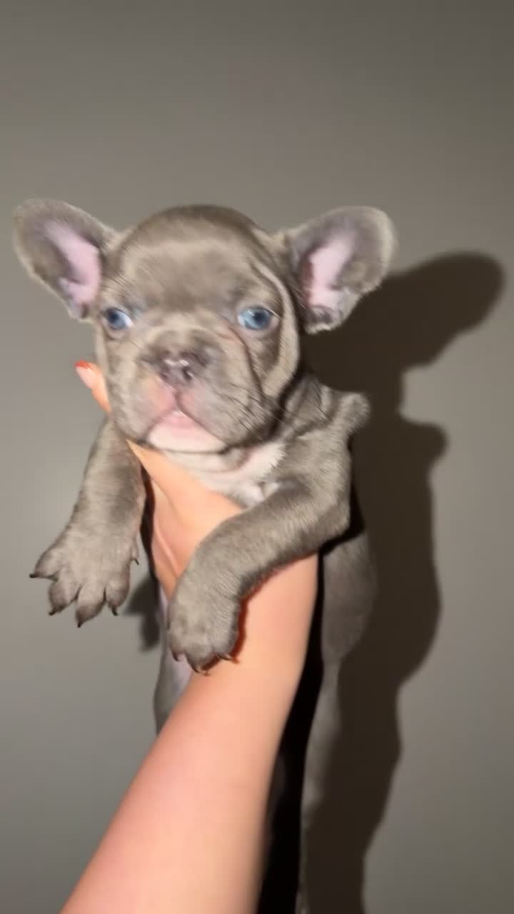 French Bulldog dogs for sale: Gorgeous Lilac, Pink Isabella, & Blue Frenchies - Video 2