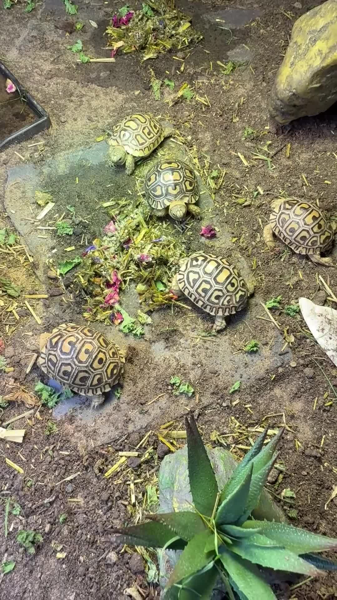 Tortoise reptiles for sale: Baby leopard tortoise - Video 4
