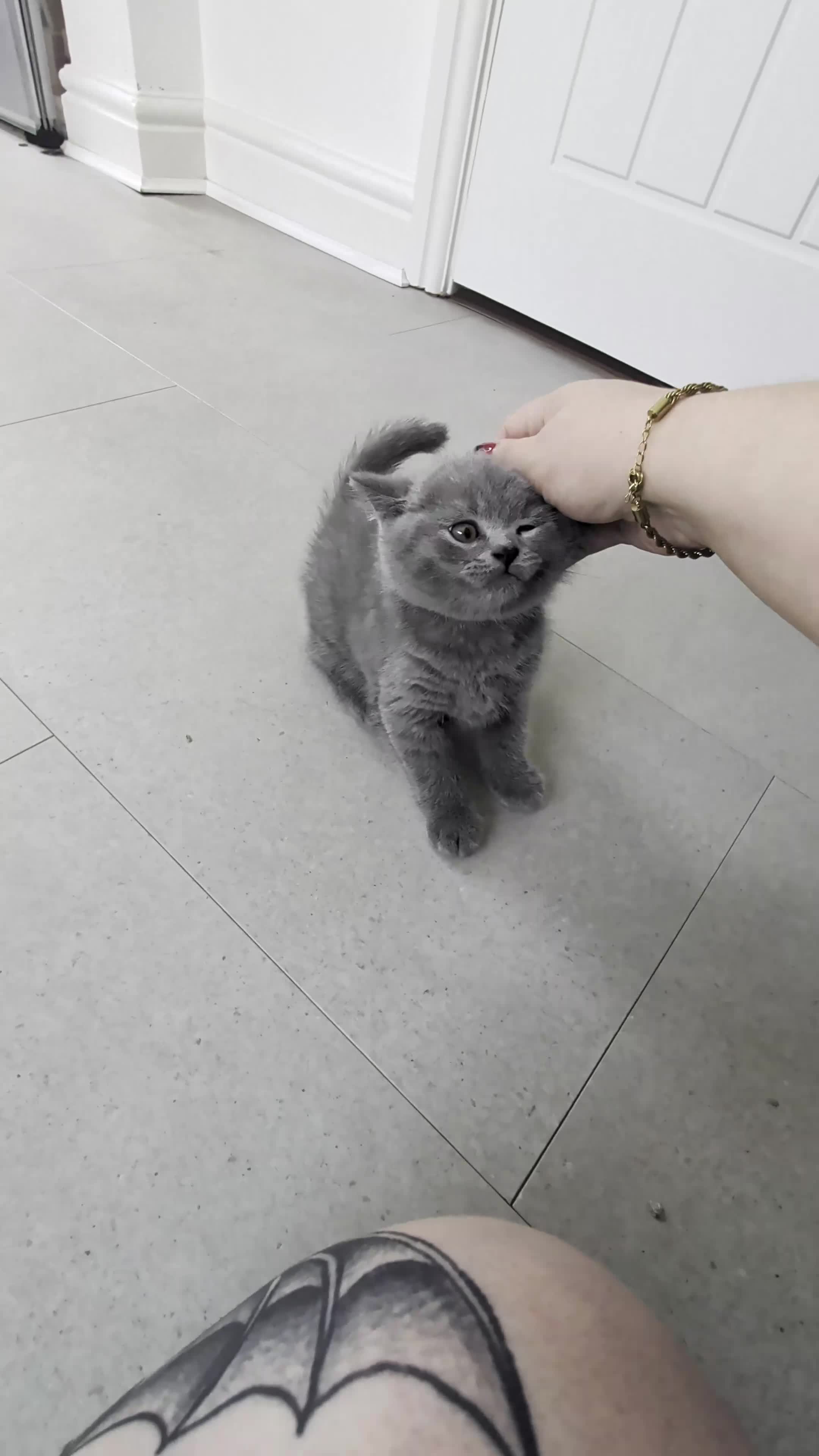 British Shorthair cats for sale: Blue British Shorthaired kittens 😺🐾 - Video 5