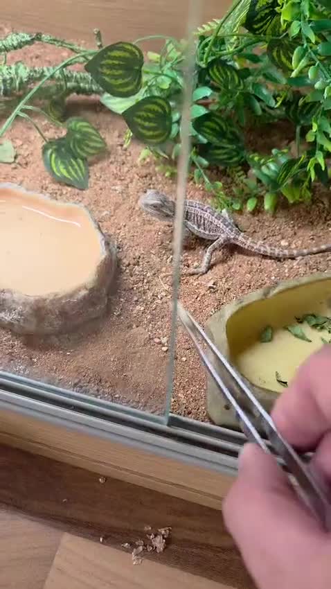 Bearded Dragon reptiles for sale: Bearded Dragon and Full set up in Walsall - Video 1