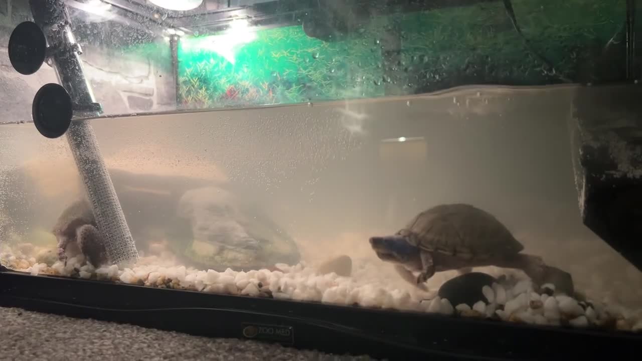 Turtle reptiles for sale: 2 razorback busk turtles with full set up in Manchester - Video 2