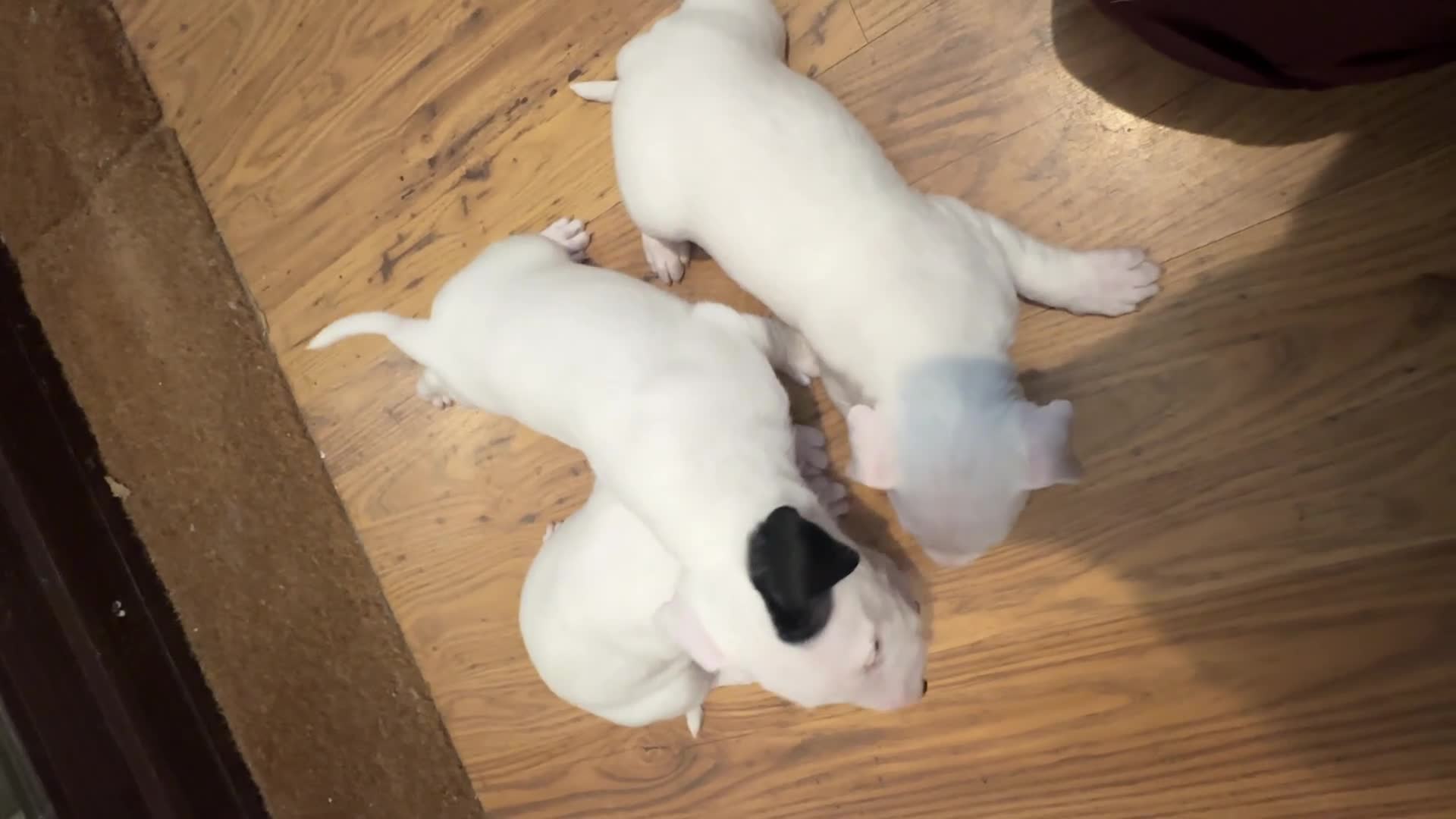 English Bull Terrier dogs for sale: English Bull Terrier Puppies  - Video 1