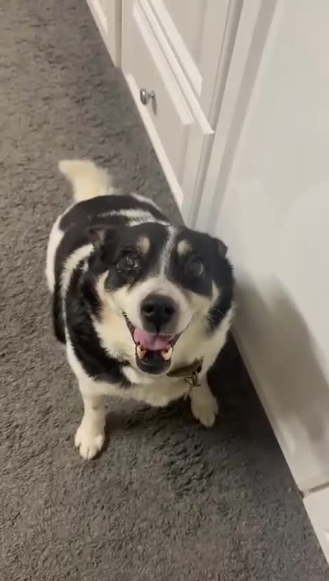 Mixed Breed dogs for adoption: TINA- small sweet girl/good with dogs/well behaved - Video 2