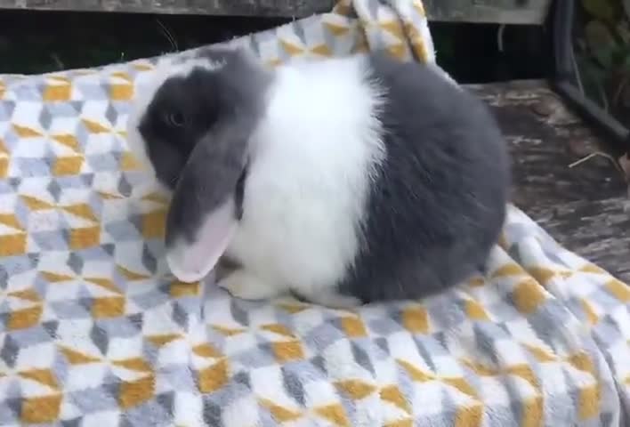 Mini Lop rabbits for sale: Mini Lop male & Mini Rex male - Video 2