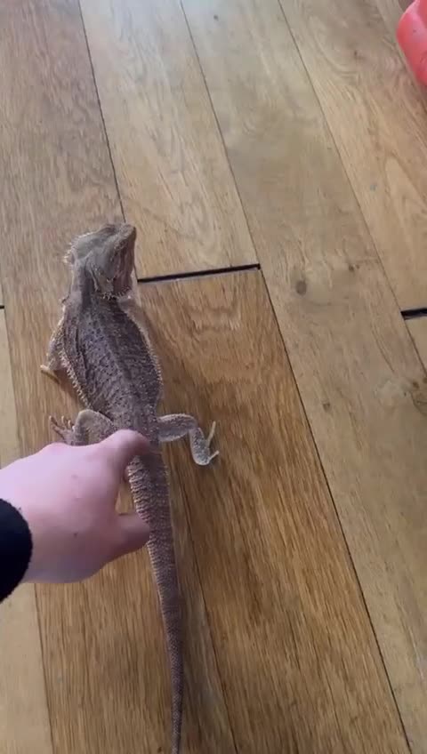 Bearded Dragon reptiles for sale: Bearded Dragon with full 4ft vivarium set up in Chesterfield - Video 3