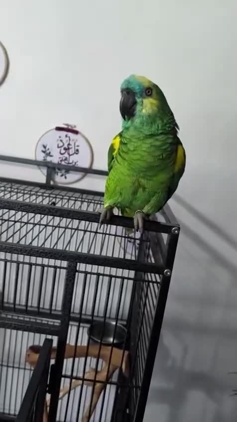 Budgerigars birds for sale: Exceptional Talking Green Parrot 100 Word  Friendl - Video 3