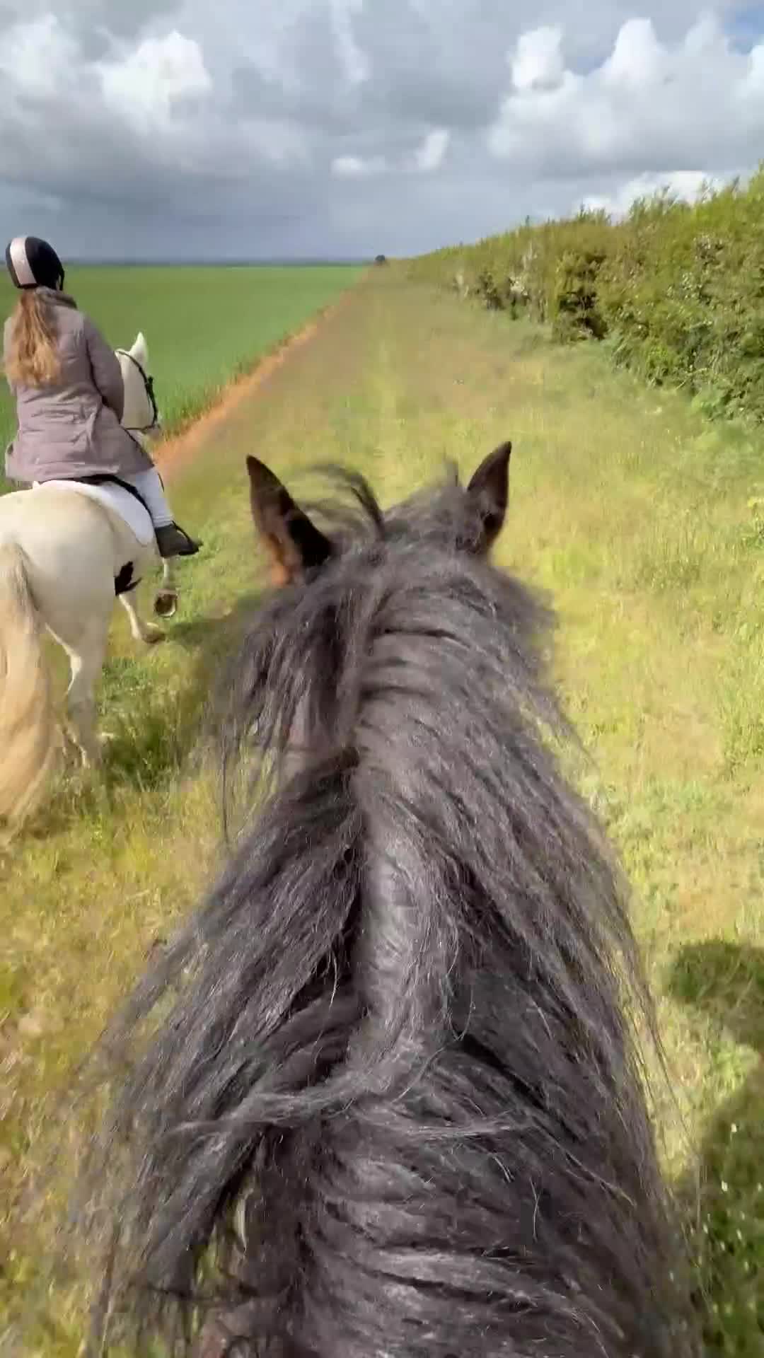 Irish Cob horses for sale: 15.2hh bomb proof hack  - Video 3