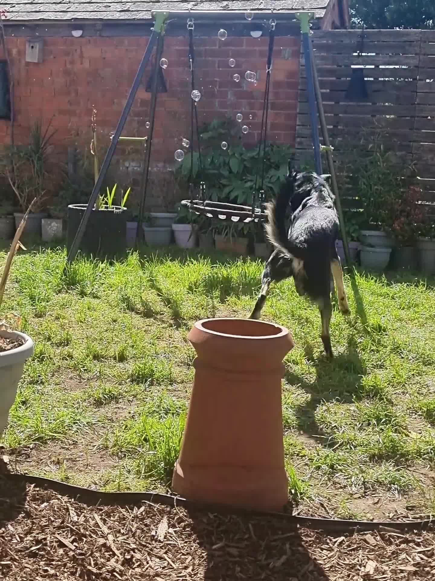 Welsh Collie dogs for sale: Welsh sheepdog (collie)  - Video 3