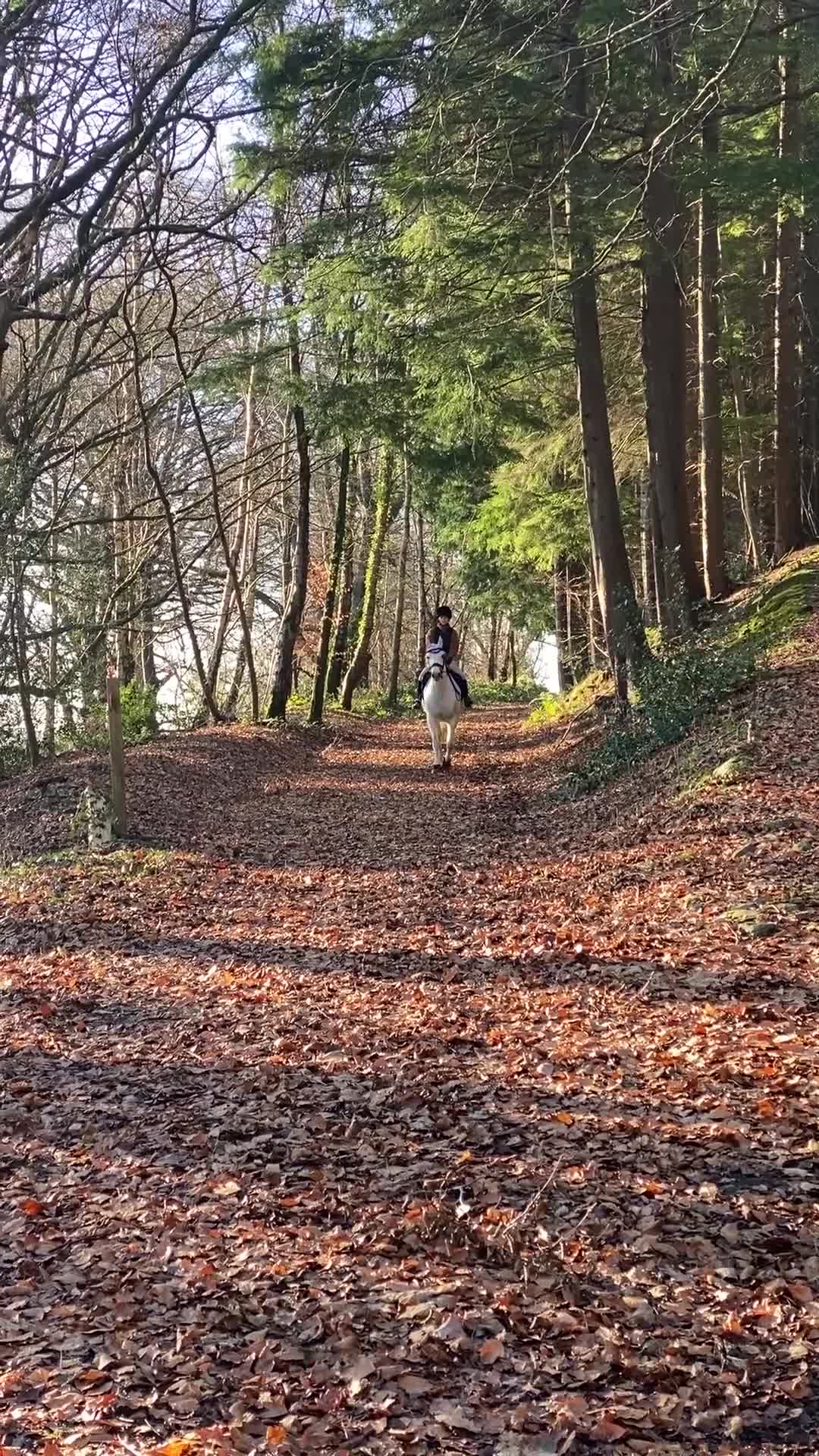 Connemara horses for sale: Beautiful Connie X Mare  - Video 1