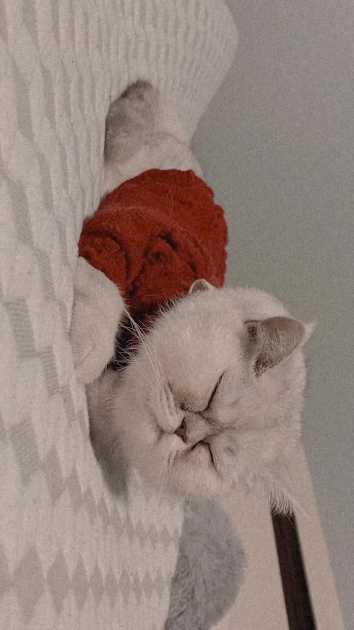 Persian cats for sale: Persian Cat up for adoption  - Video 1