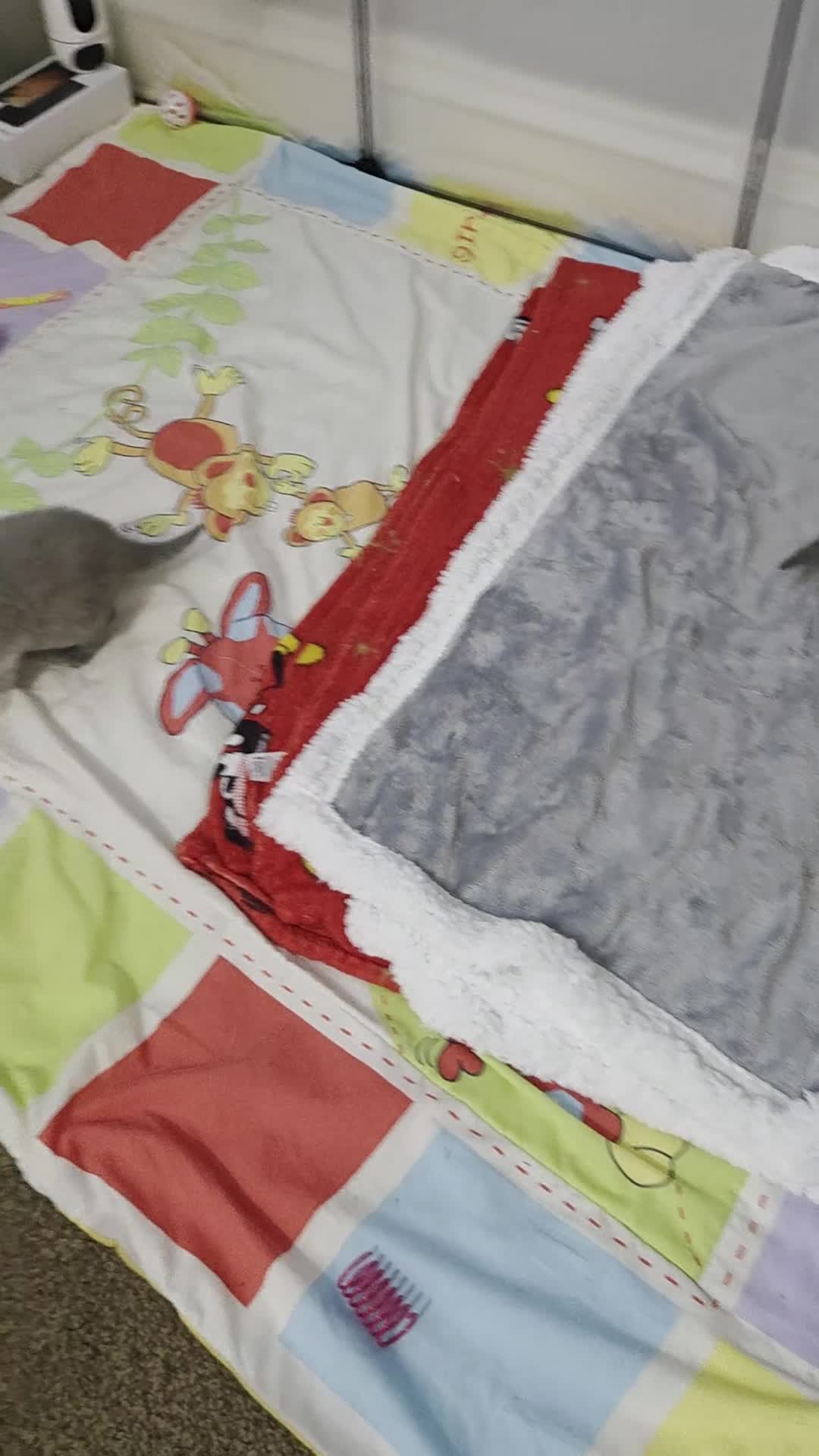 British Shorthair cats for sale: British shorthair kittens - Video 2