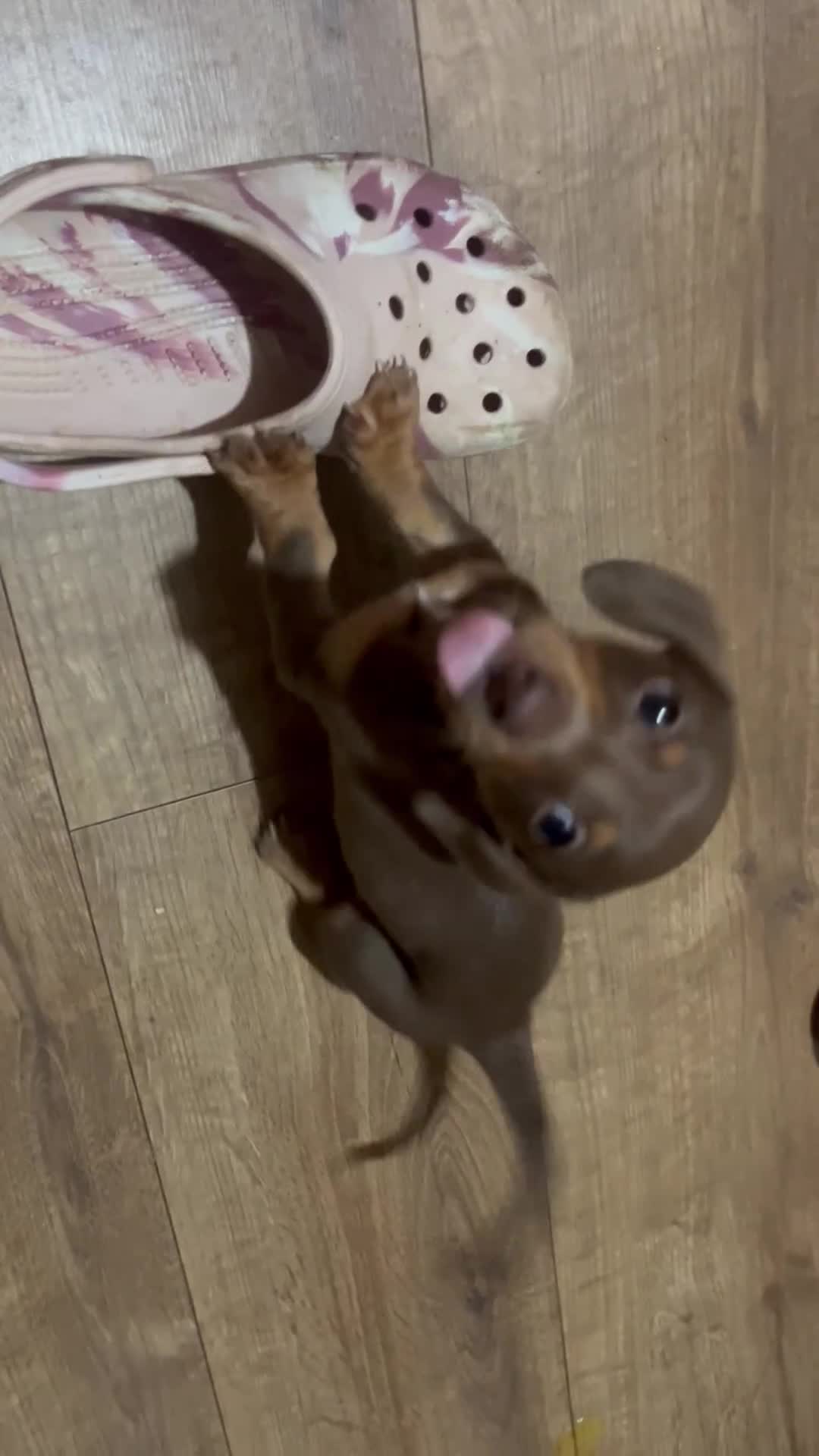 Miniature Dachshund dogs for sale: Beautiful chocolate and tan female  - Video 1