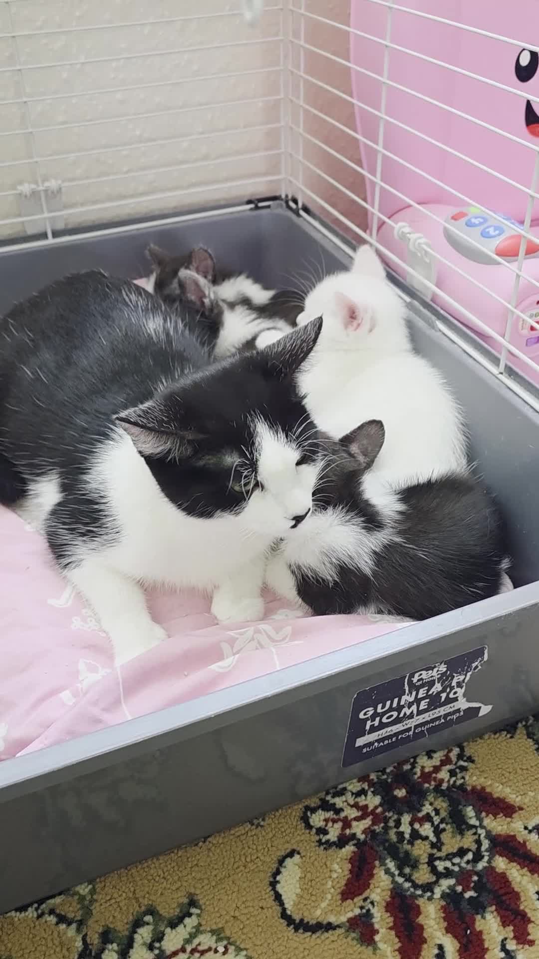 Mixed Breed cats for sale: Aliev - Video 1