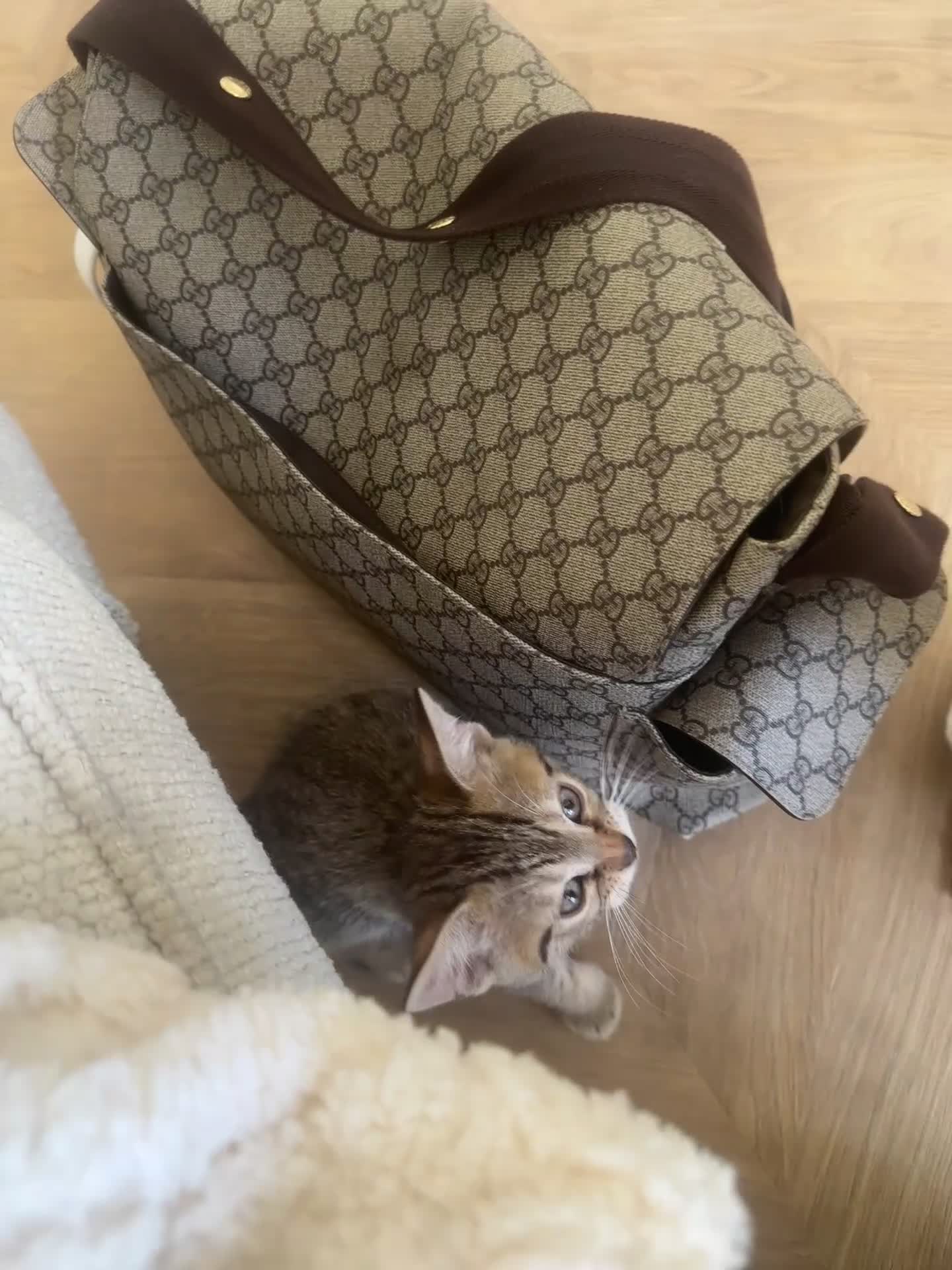 Bengal cats for sale: 2 sibling bengal kittens for sale - Video 3