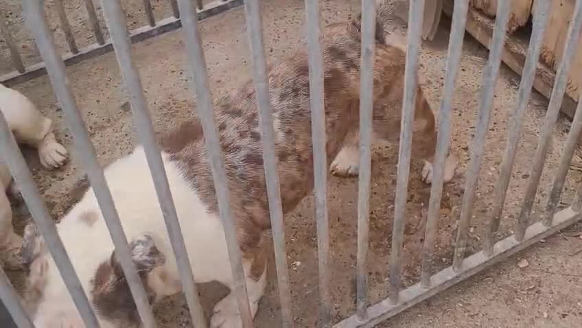 English Bulldog dogs for sale: ADULT YOUNG DOGS TO A LOVING HOME - Video 1