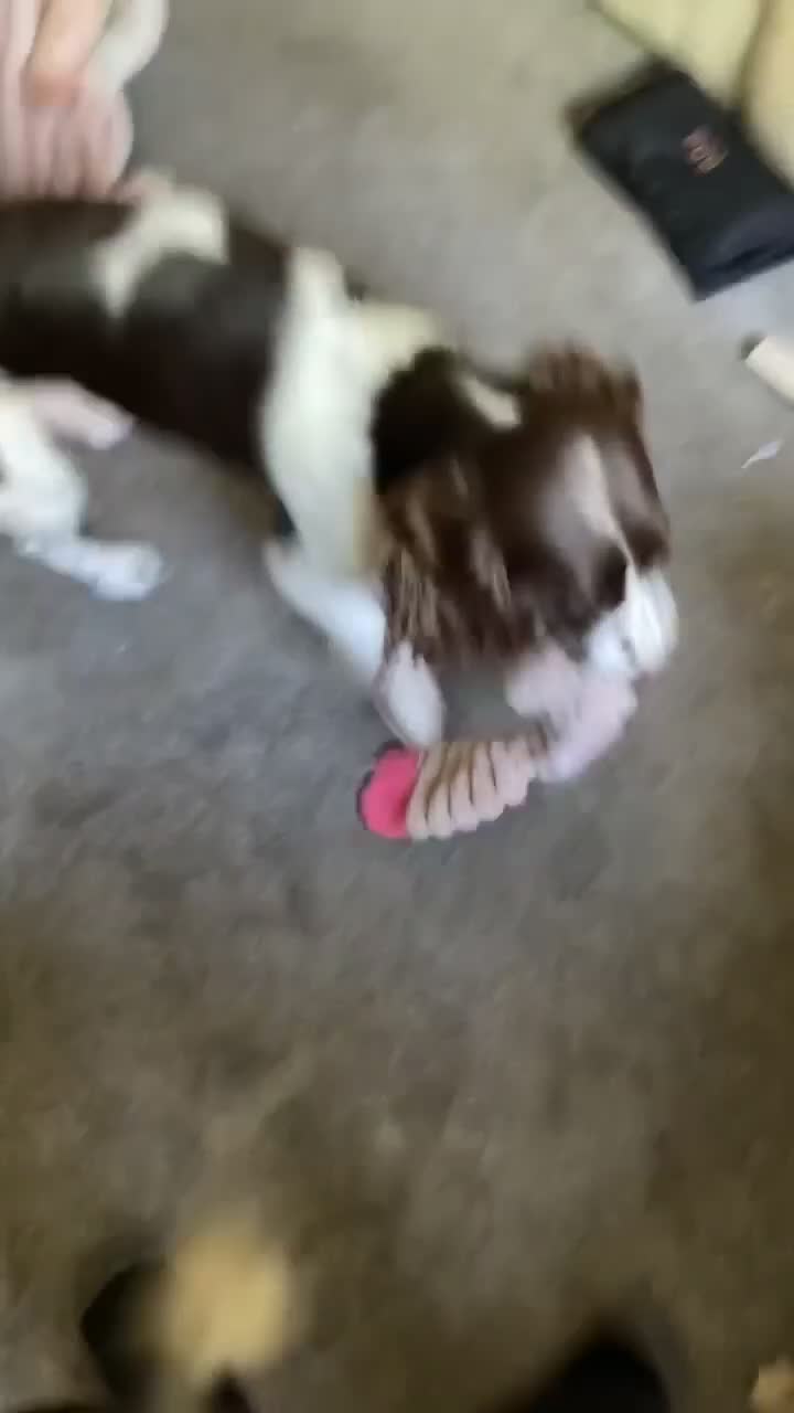 English Springer Spaniel dogs for sale: 1 Year and half year old Spaniel - Video 1