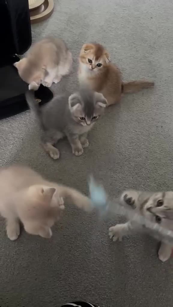 Scottish Fold cats for sale: TICA registered full pedigree Kittens - Video 1