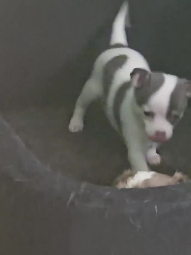 Chihuahua dogs for sale: Chihuahua Puppies–Stunning Colours–Ready for Homes - Video 3