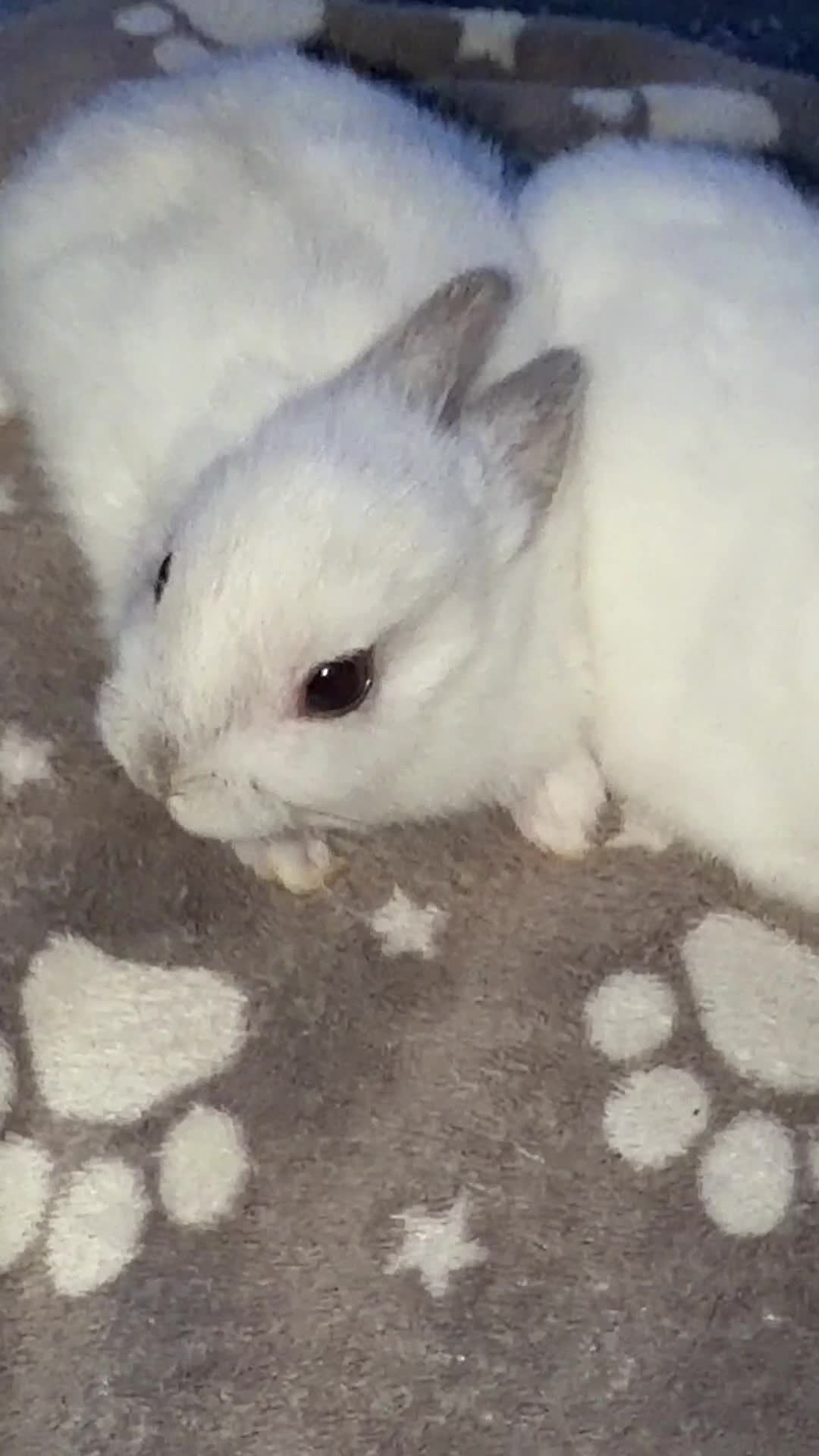 Netherland Dwarf rabbits for sale: 7 netherland dwarf baby bunnies  - Video 1