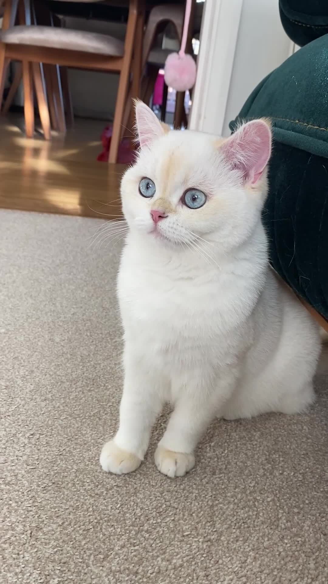 British Shorthair cats for sale: Beautiful British Shorthair Kitten Blue Eyes - Video 4