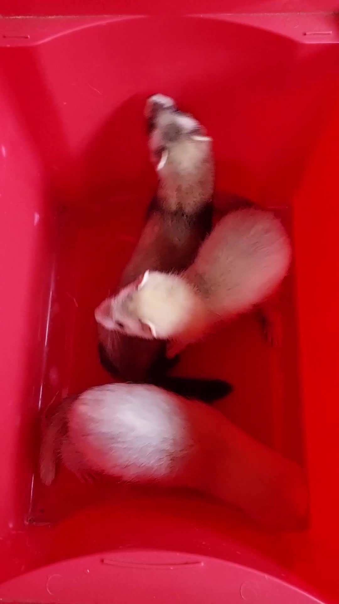 Ferret rodents for sale: 3 jills and 1 hob baby ferrets for sale  - Video 1