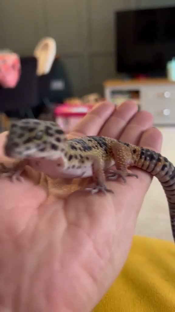 Leopard Gecko reptiles for sale: 10 month old Leopard Geko  - Video 1