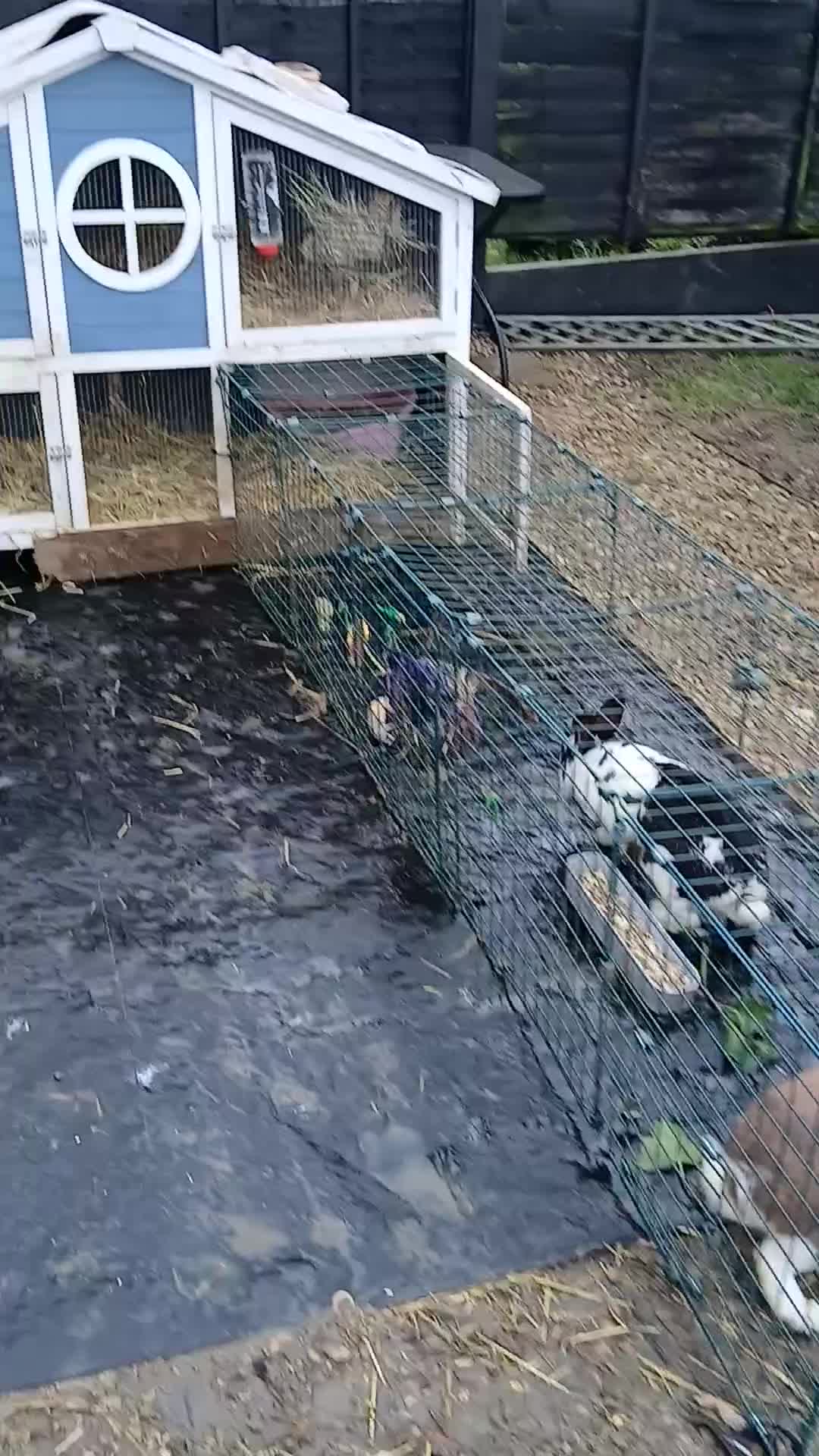 Mini Lop rabbits for sale: 2 male rabbits - Video 2