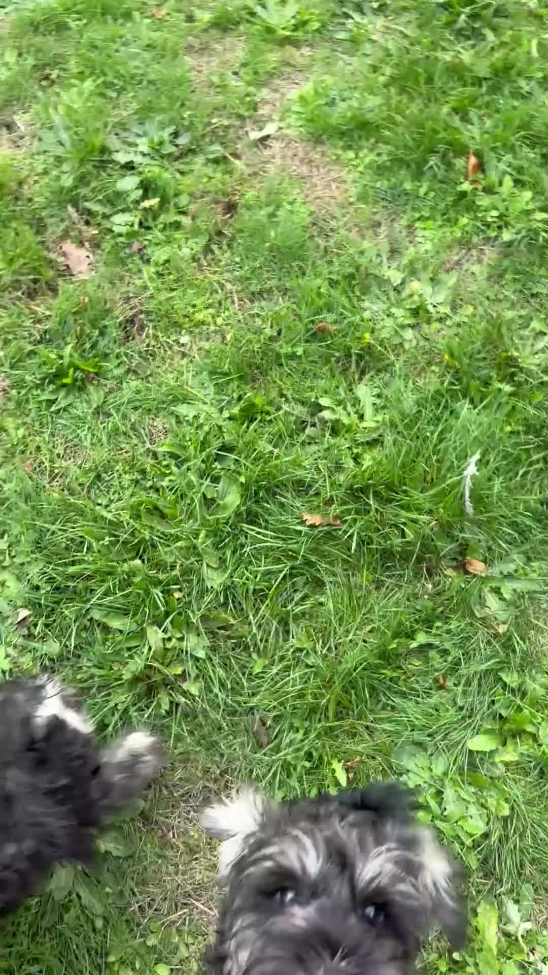 Miniature Schnauzer dogs for sale: Miniature schnauzer puppies ready now🐾 - Video 1