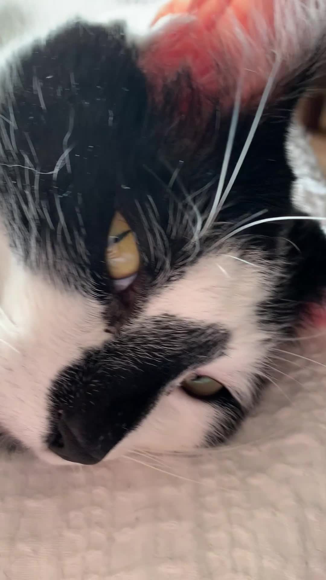 Domestic Shorthair cats for sale: Please help rehome Gary my ten your old pal. - Video 1