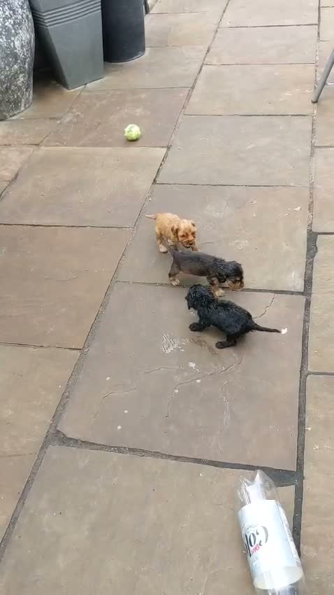 Cocker Spaniel dogs for sale: Three Amigos-3 very special cocker spaniel puppies in Otley - Video 1