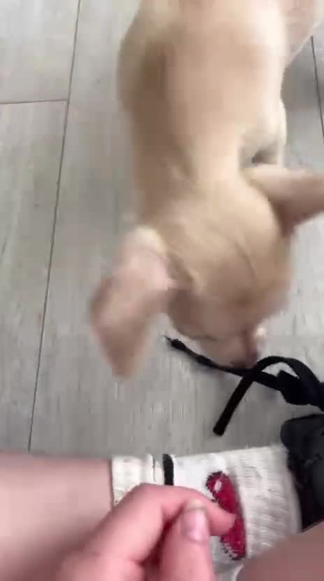 Chihuahua dogs for stud: Reggie the chocolate chi for stud in Ipswich - Video 2