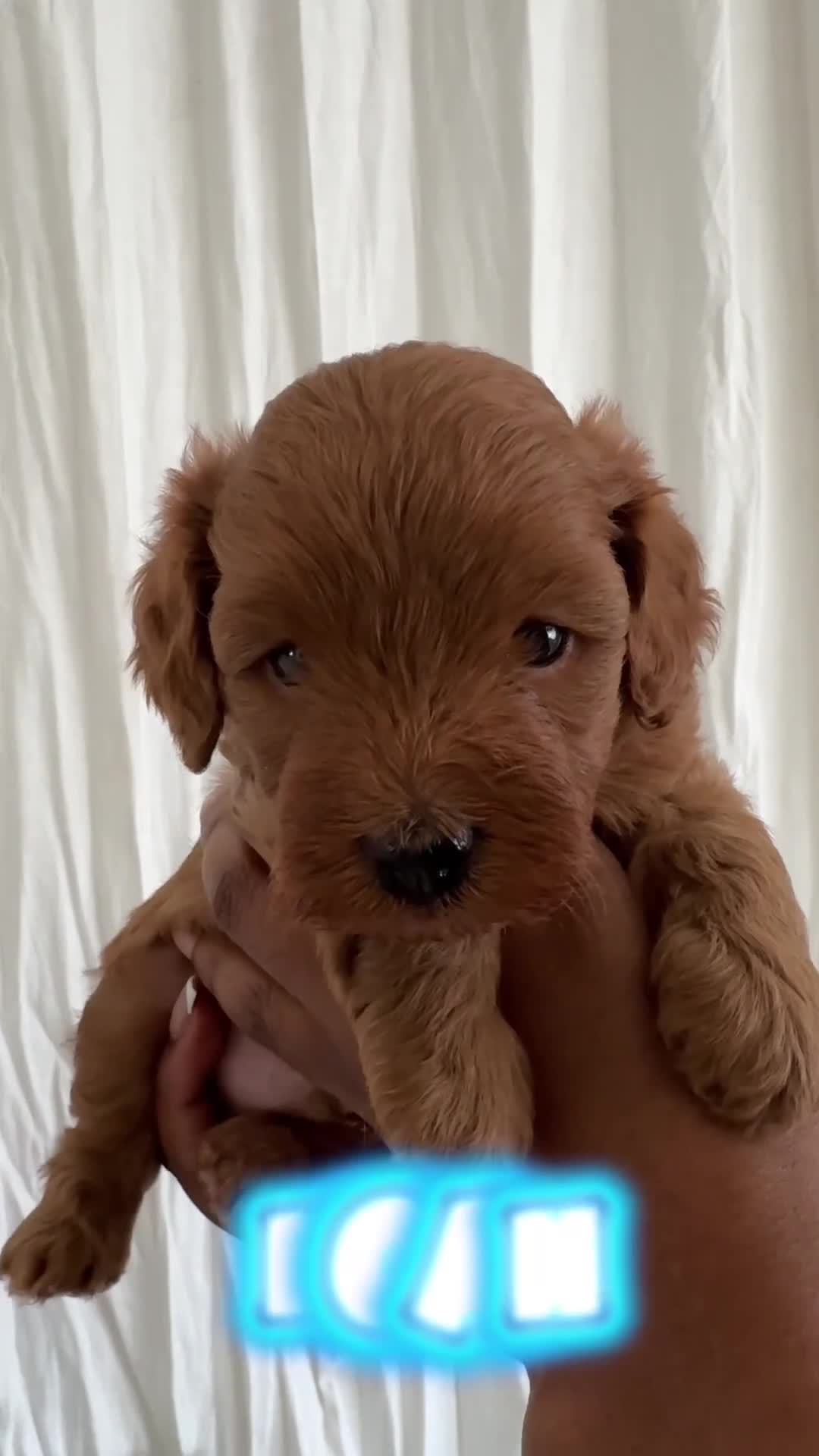 Cavapoo dogs for sale: PREMIUM TEDDY TOY CAVAPOOS READY FOR FOREVER HOMES - Video 1