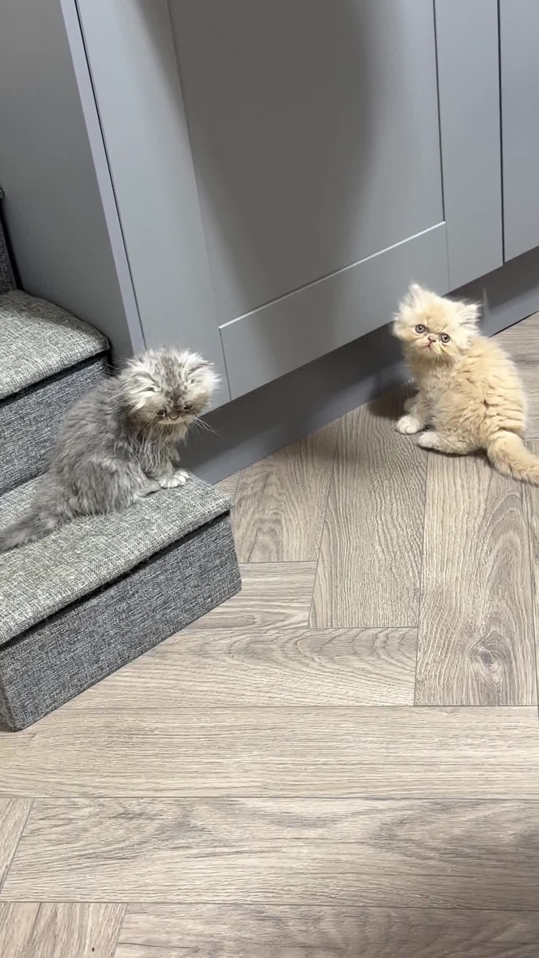 Persian cats for sale: Persian kittens  - Video 1
