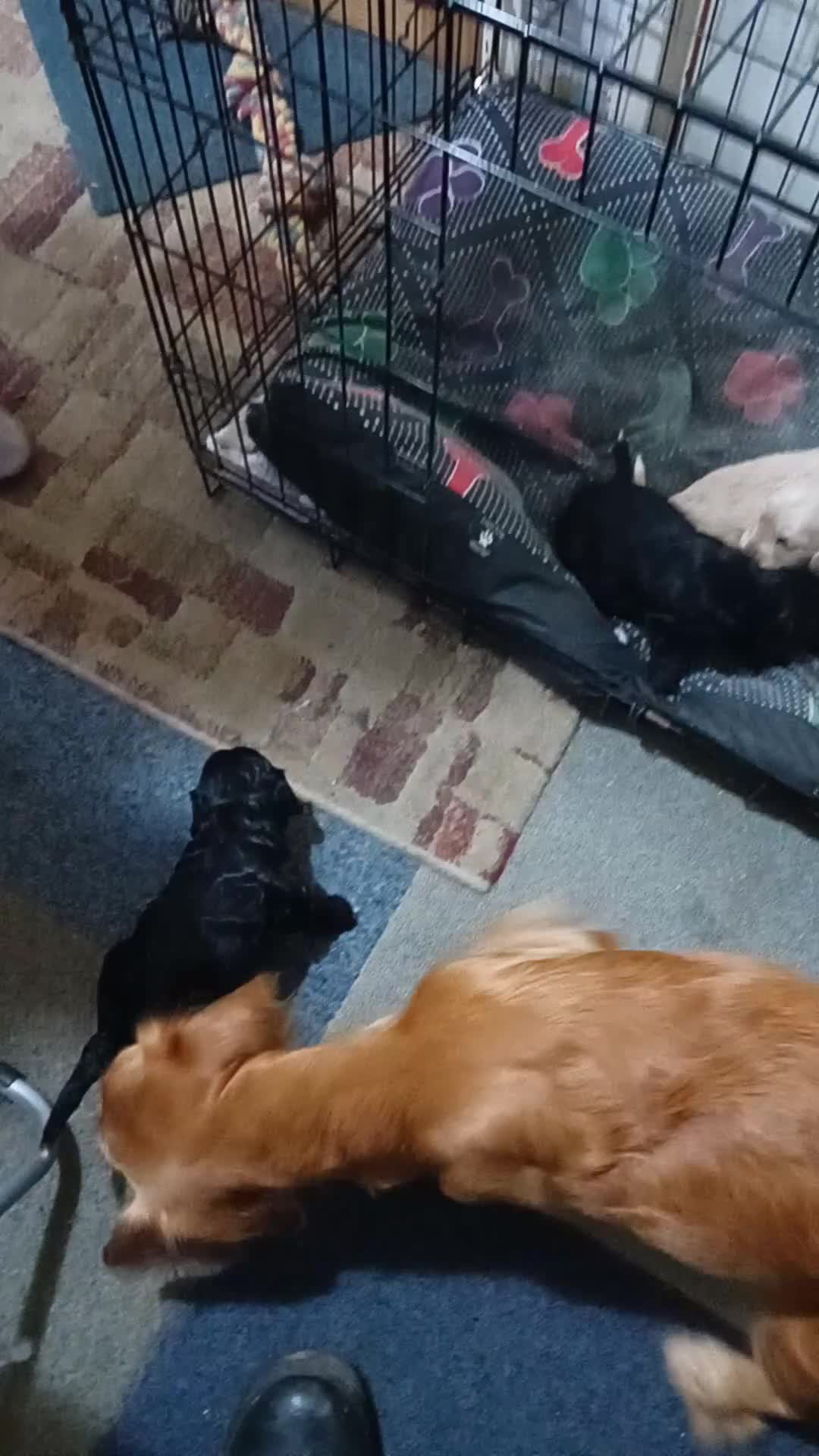 Cockapoo dogs for sale: Cocker × Cockapoo  - Video 1