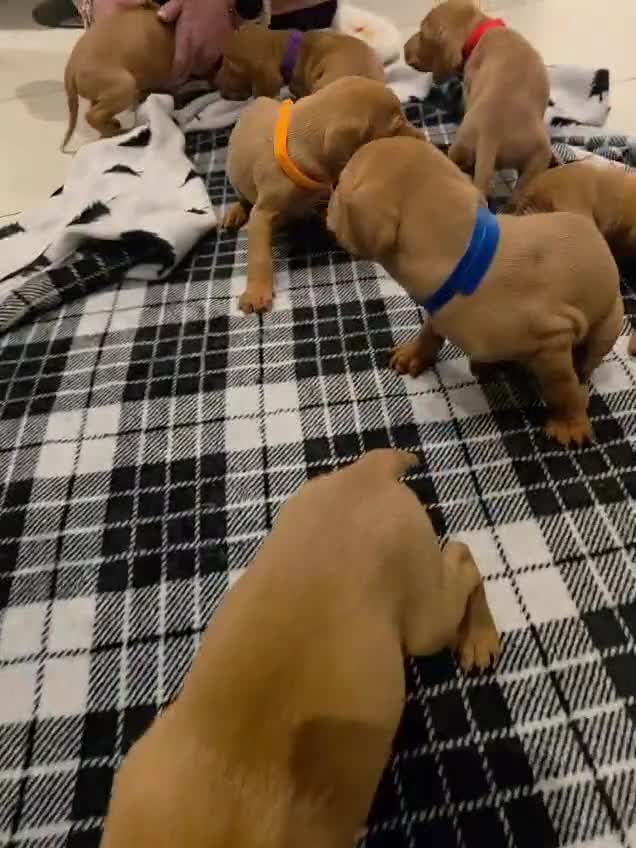 Hungarian Vizsla dogs for sale: Hungarian Vizsla Puppies Looking forForever Homes! - Video 2