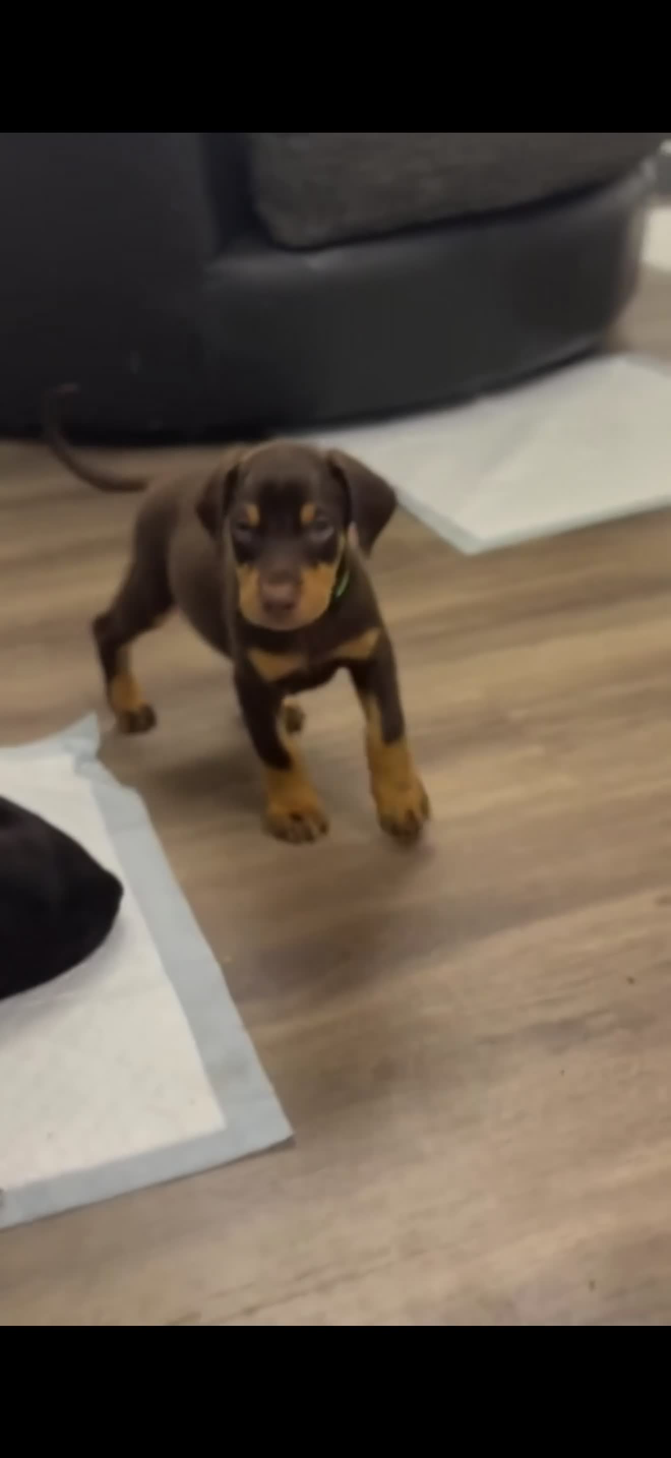 Dobermann dogs for sale: Doberman puppies  - Video 2