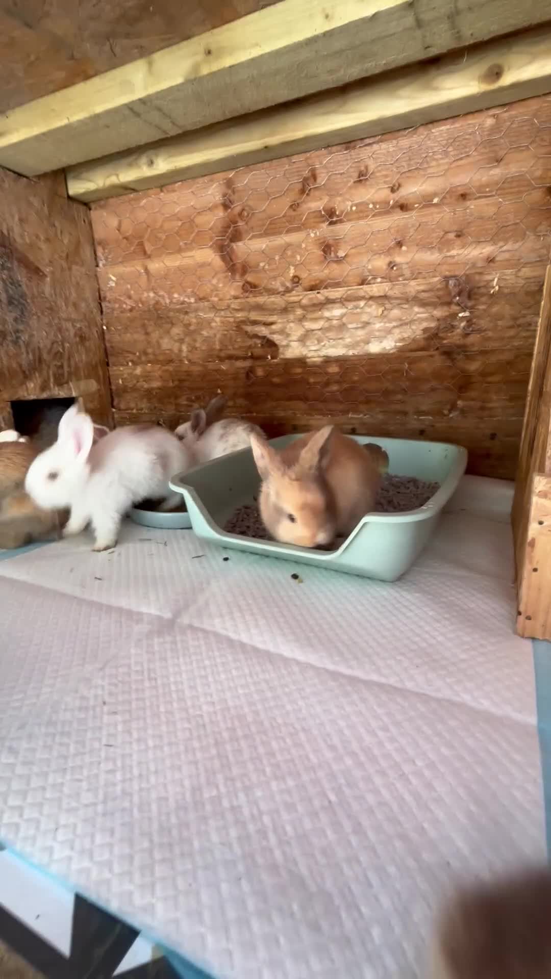 Mini Lop rabbits for sale: Mini Lops & H/LopxLion nearly7w Read description) - Video 1