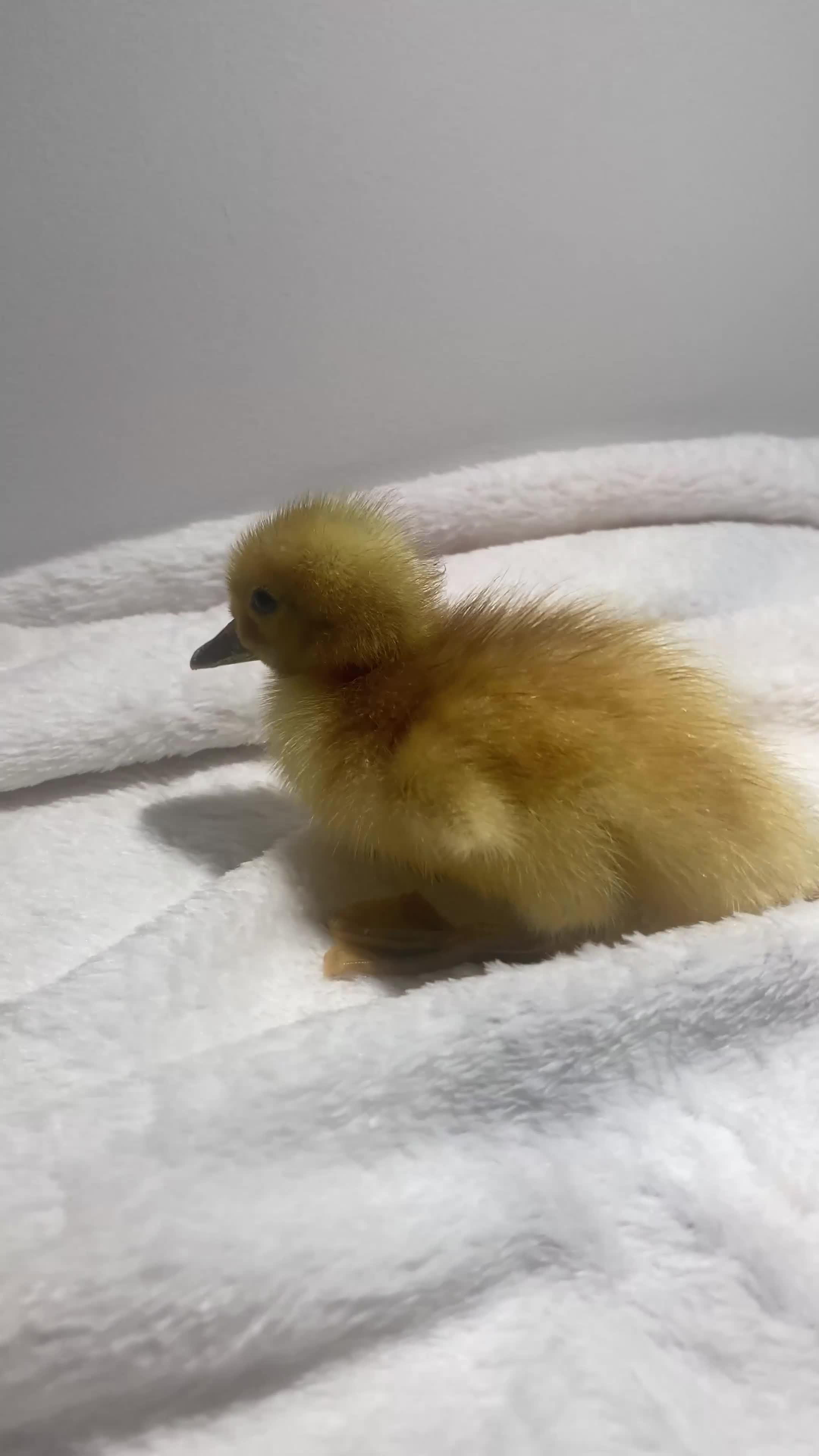 Ducks poultry for sale: 2 Welsh Harlequin Ducklings - Ready Now - Video 1