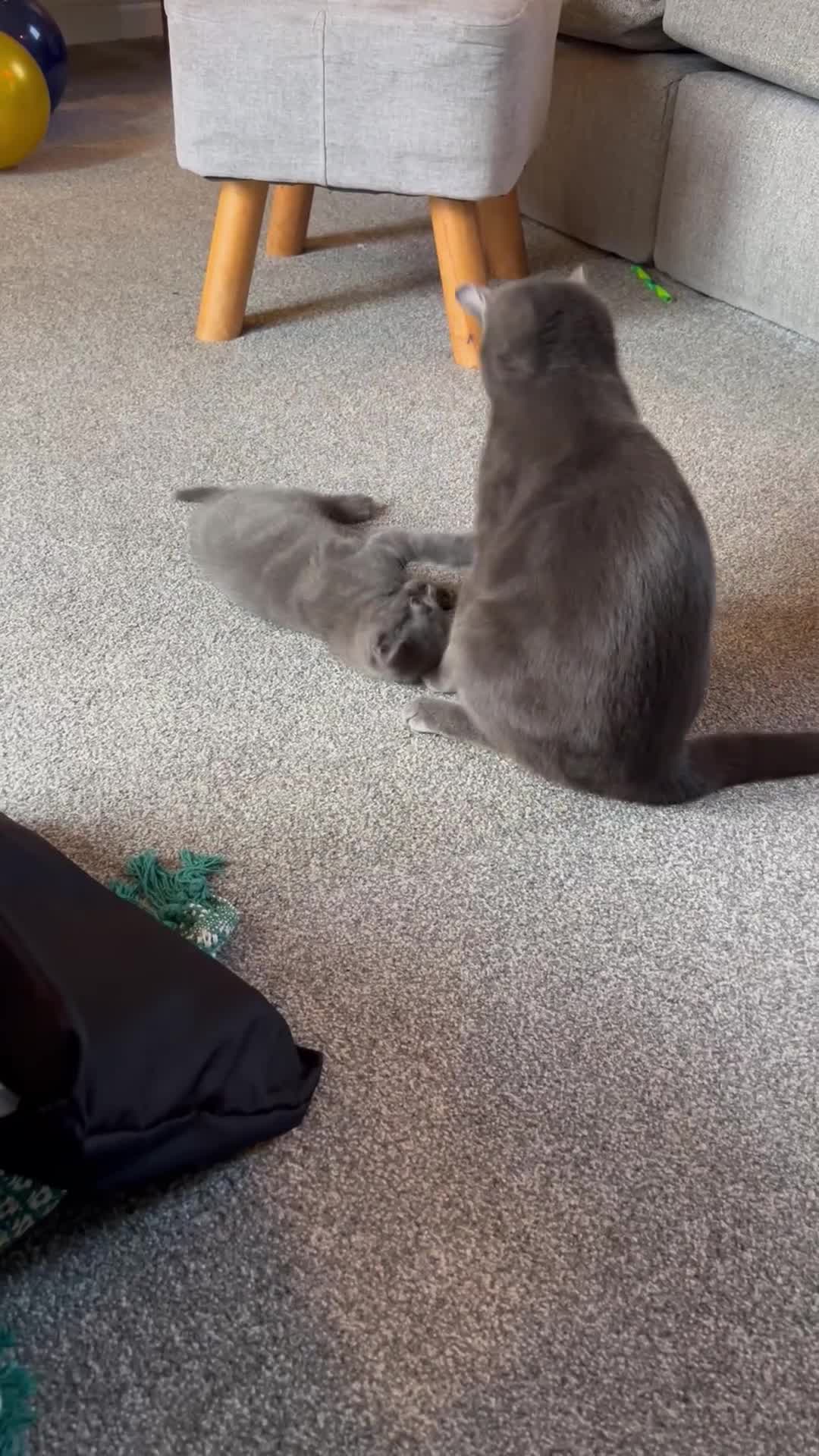 Russian Blue cats for sale: Russian Blue mother and her kitten - Video 1