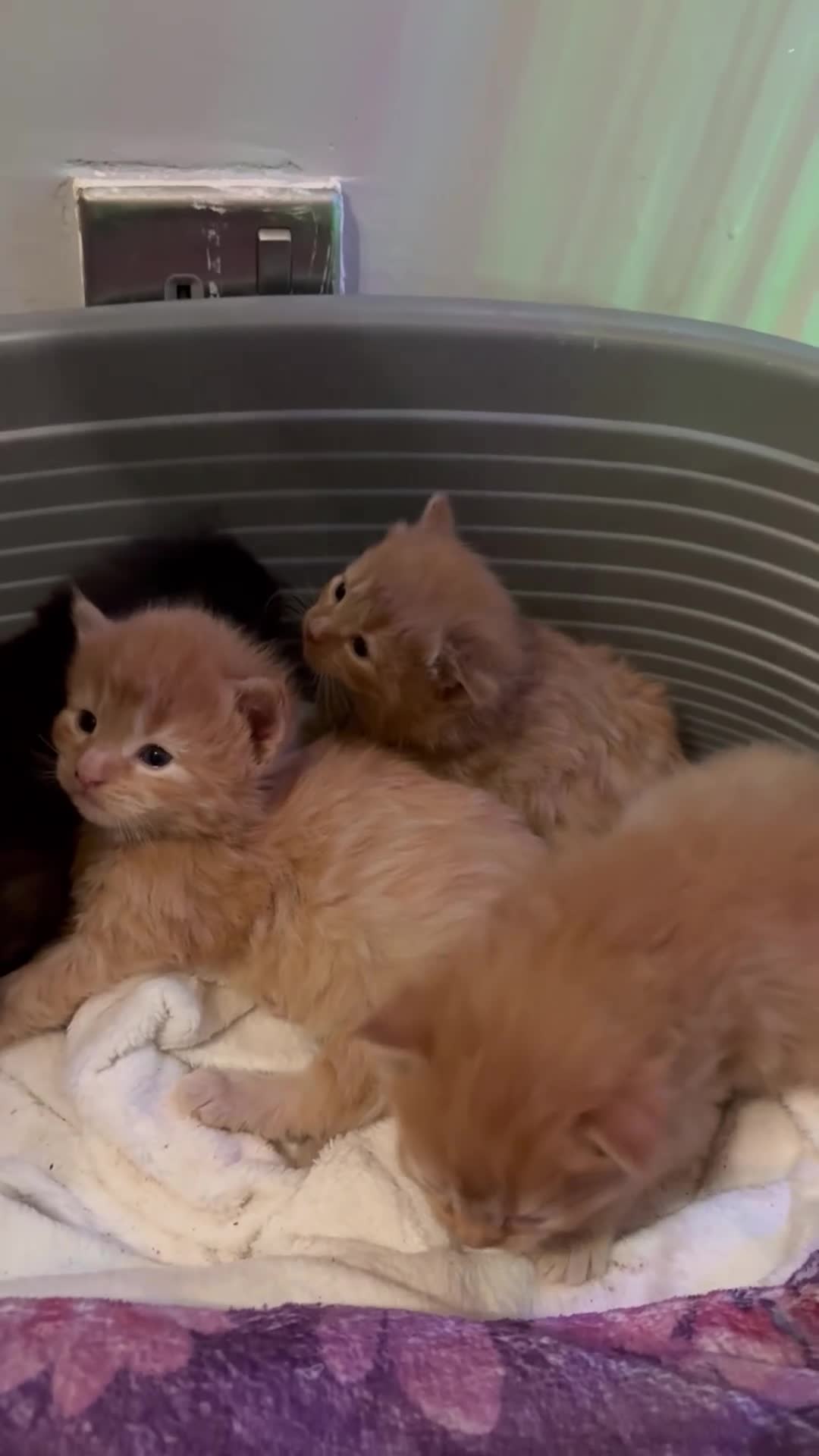 Maine Coon cats for sale: 5 half main coon  - Video 2