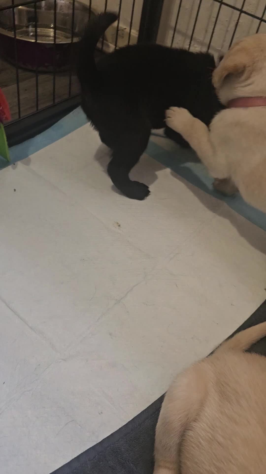Labrador Retriever dogs for sale: Outstanding litter of 7 KC Reg Labrador Pups - Video 5