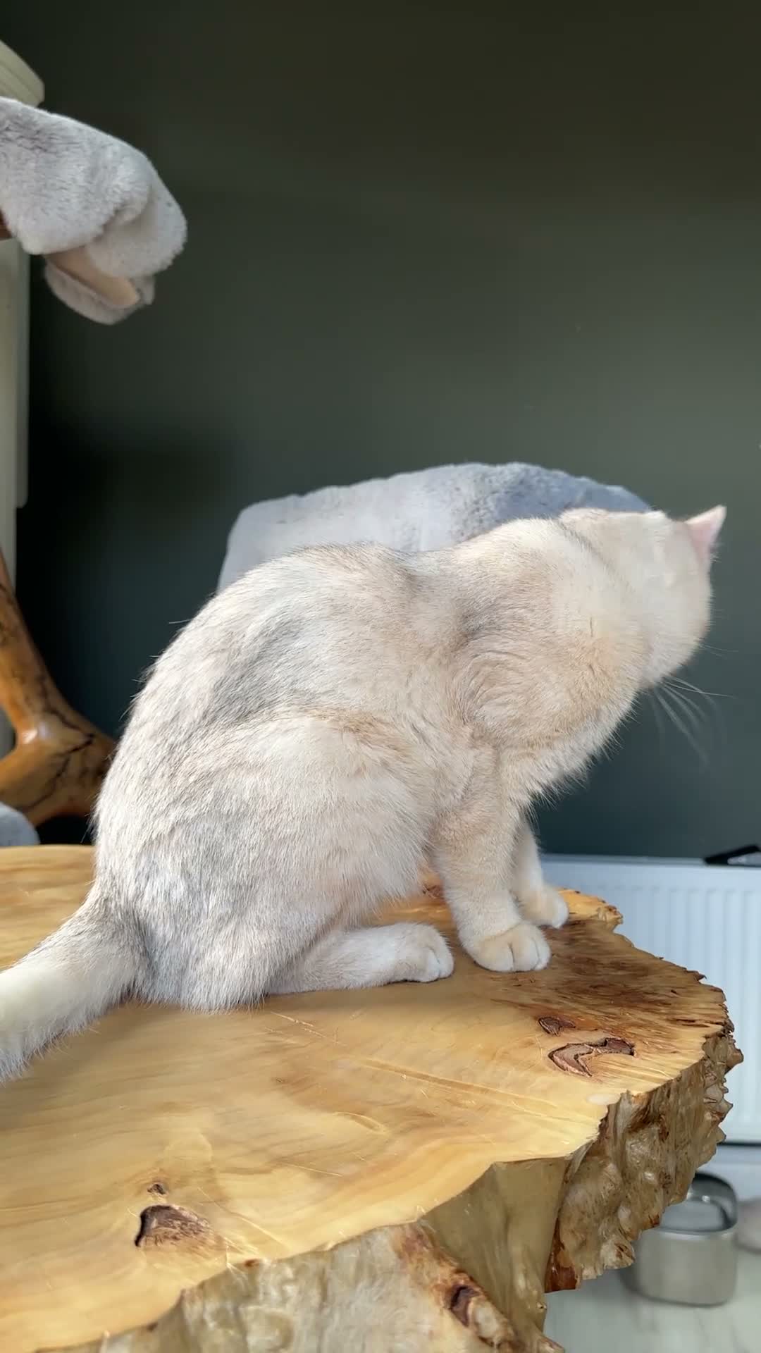 British Shorthair cats for sale: Vlastar Lux Queen- BSH Blue Golden Sunshine av 12 - Video 4