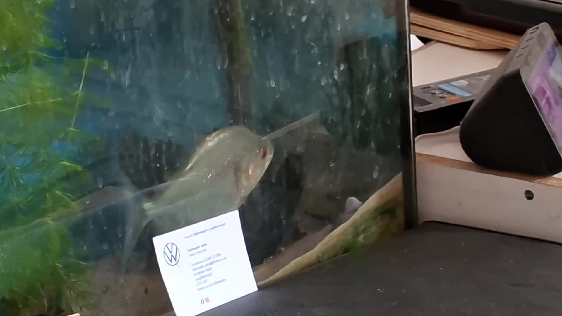 Piranhas fish for sale: piranha (unknown gender) - Video 2